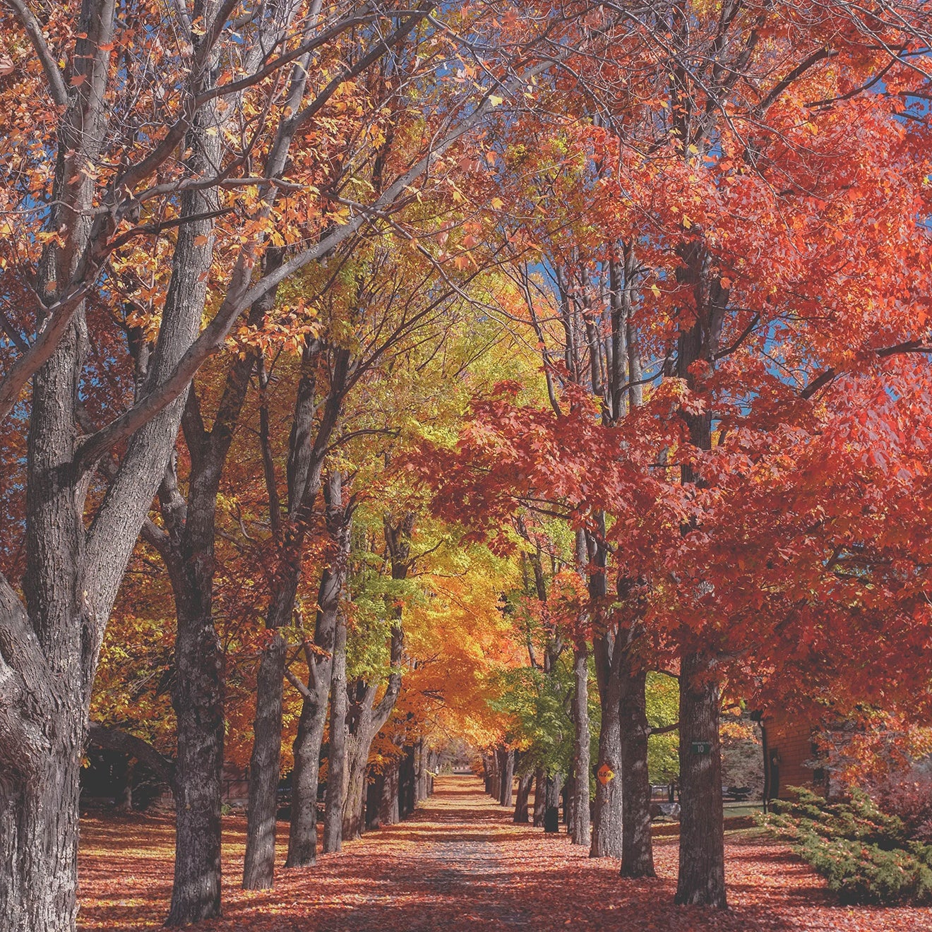 Photo of trees in a park. 