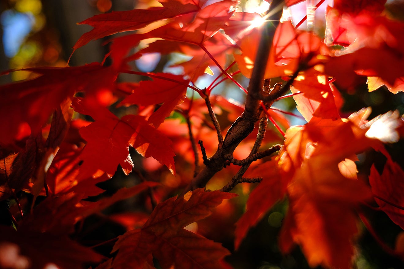 Photo of leaves on a tree