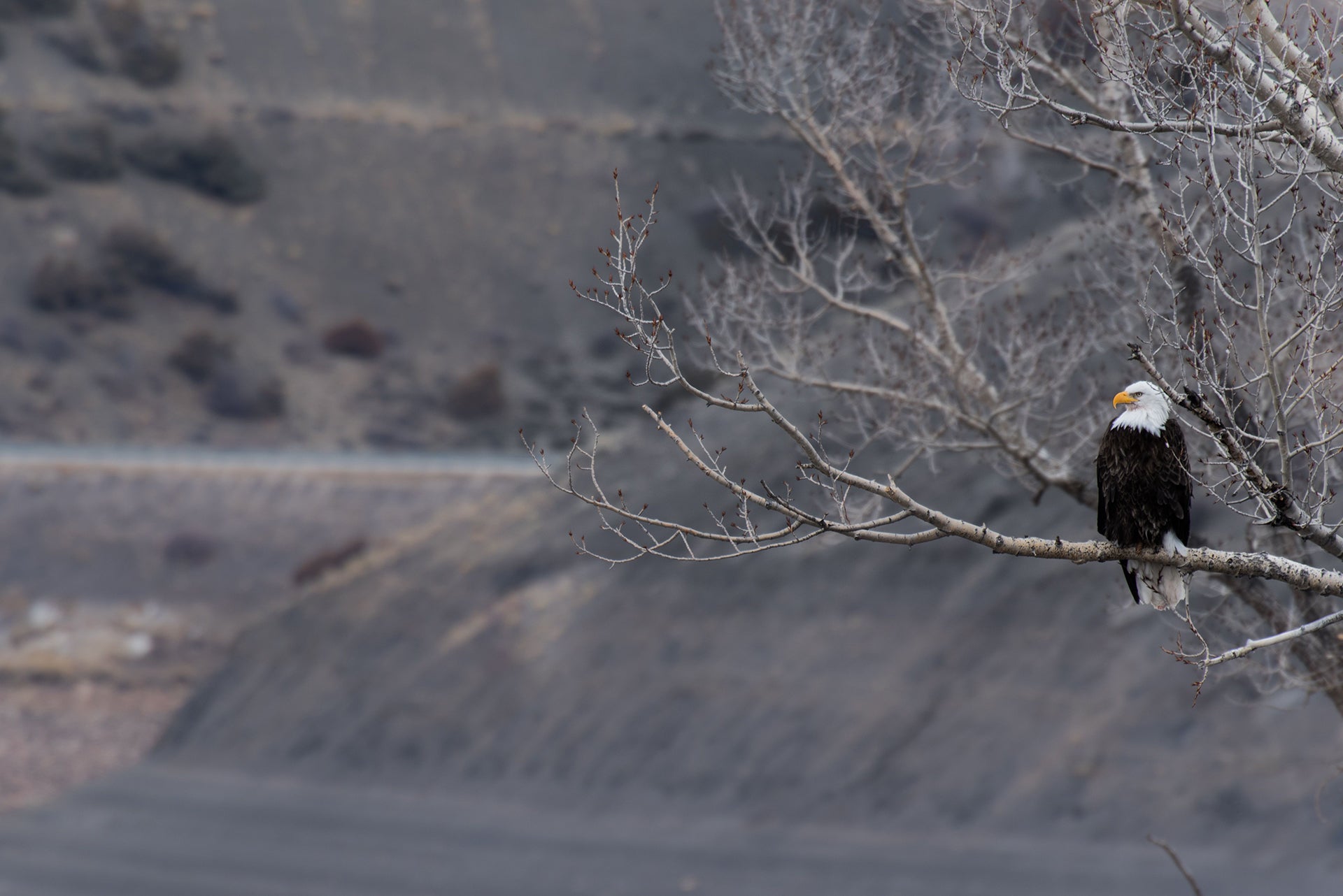 Photo of bald eagle sitting on tree branch.