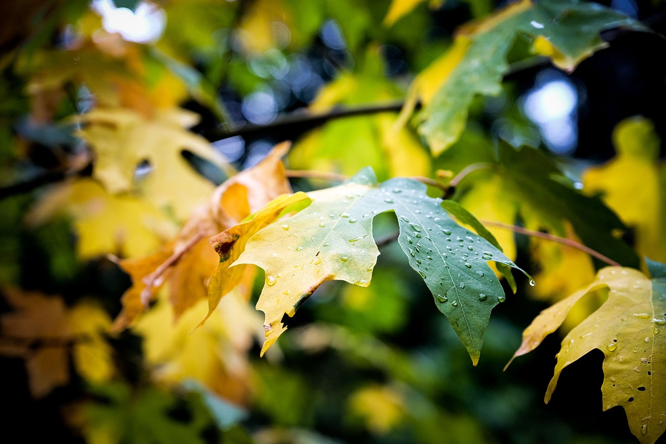 Photo of rain water on tree leaves. 