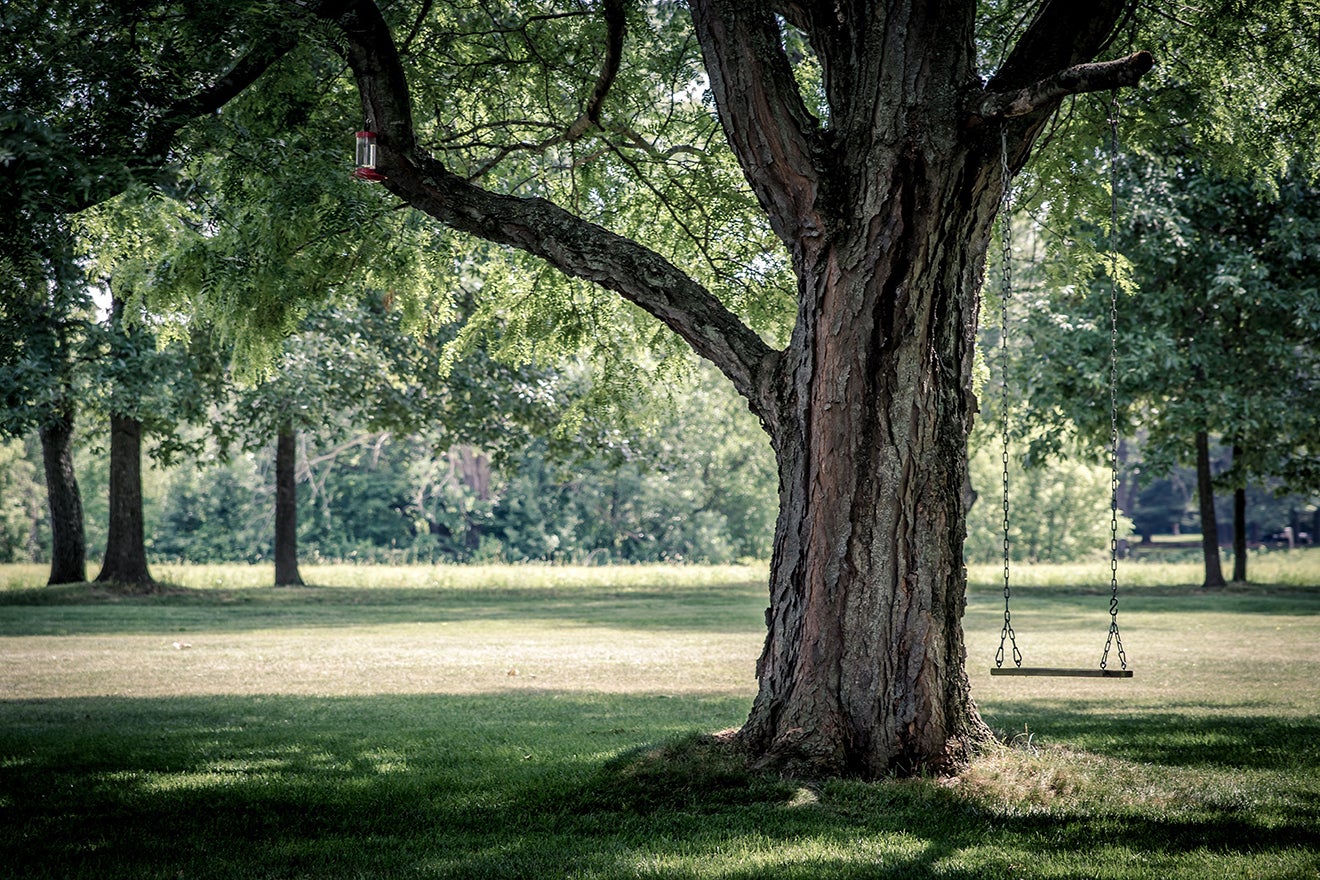 Photo of a tree with a swing on it. 