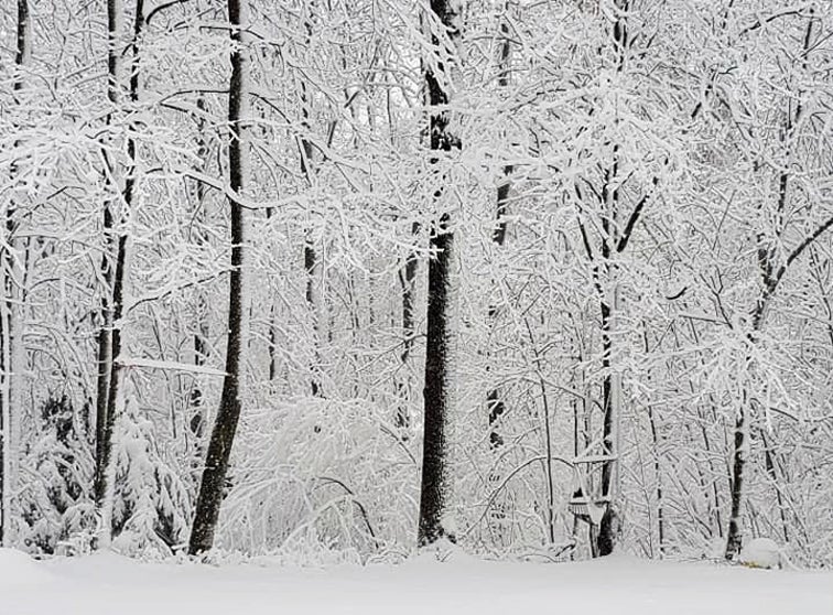 Snow on trees.