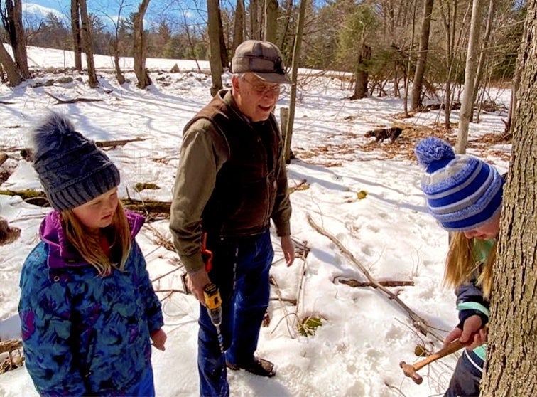 Tapping trees during maple sap season.