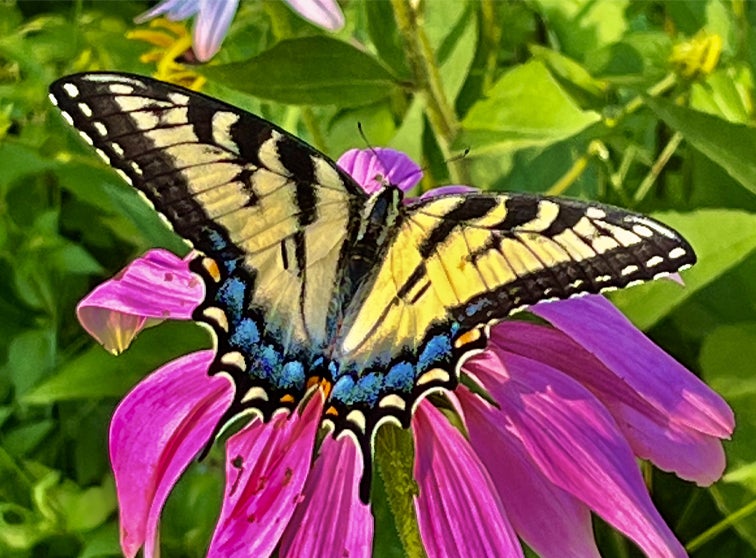 Butterfly.