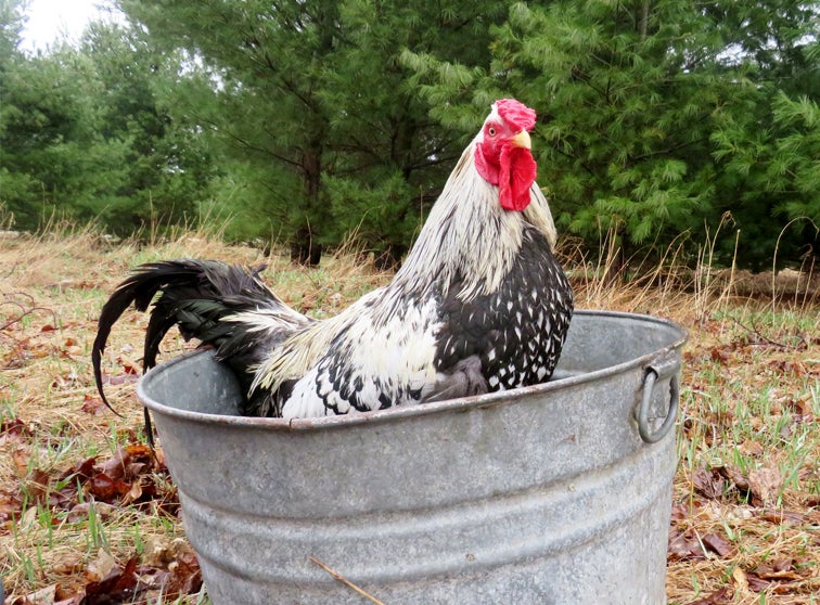 Rooster in a bucket.