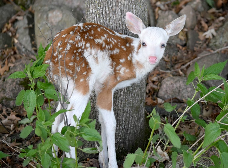 Piebald deer fawn standing by a tree.