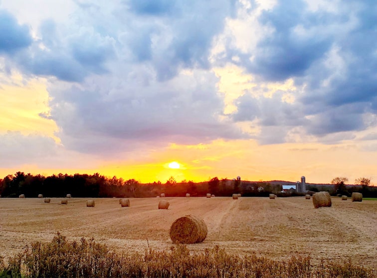Round straw bales in a field.