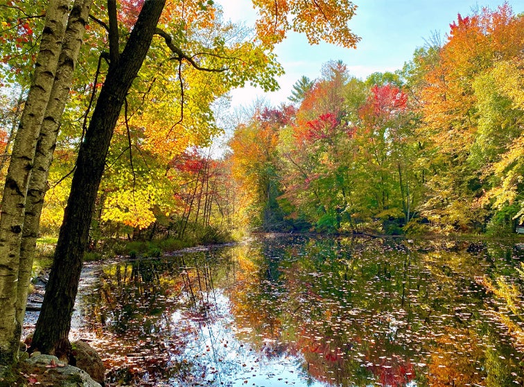 Fall leaves by water.