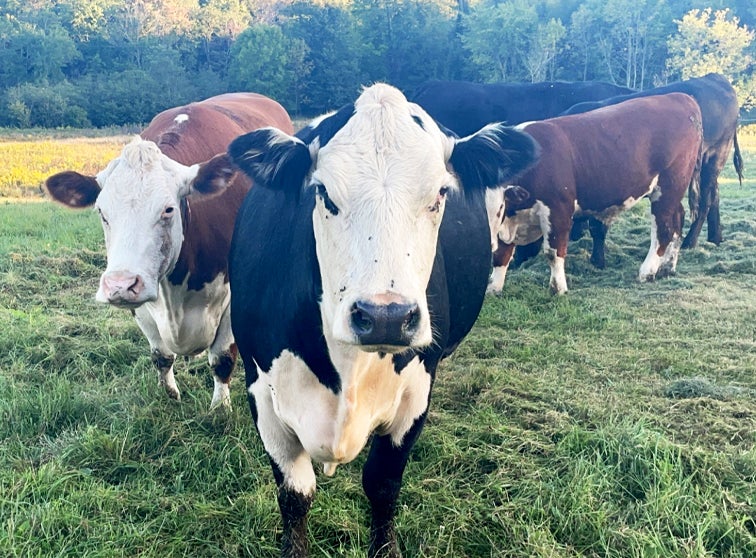 Cows.