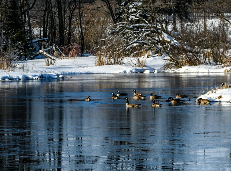 Geese on a partially frozen river.