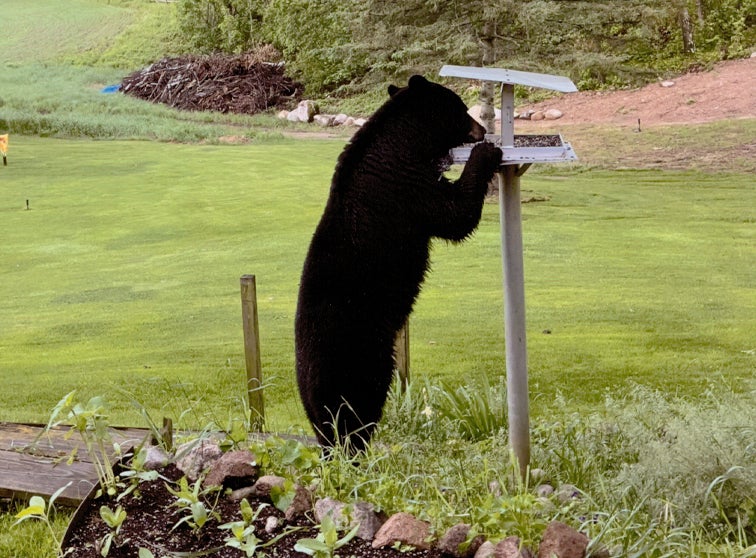Black bear eating out of a bird feeder.