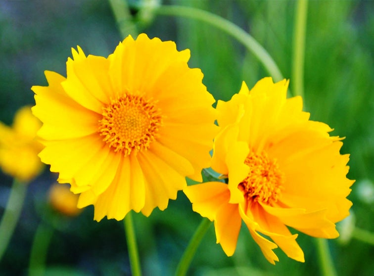 Blooming flowers.