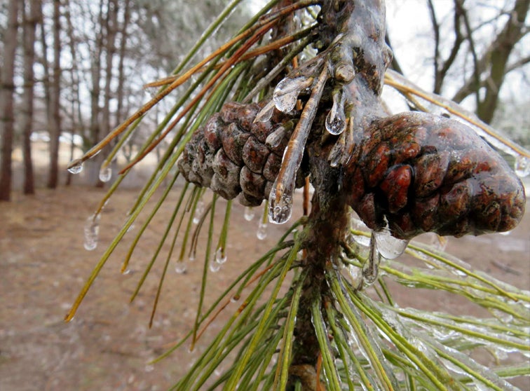 Pine cones on a tree with ice buildup on it.
