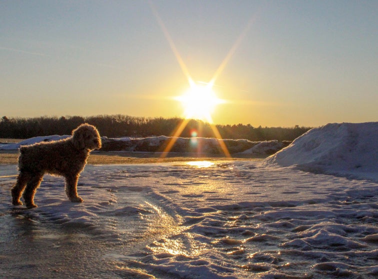 Dog on ice with setting sun in the background.