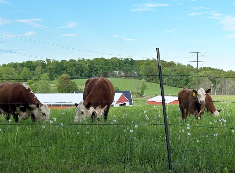 Cattle eating in a pasture.