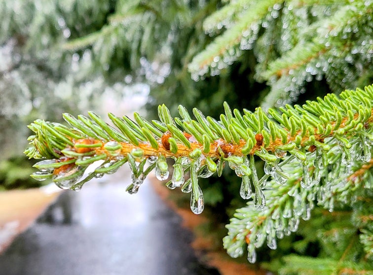 Pine branch with ice on it.