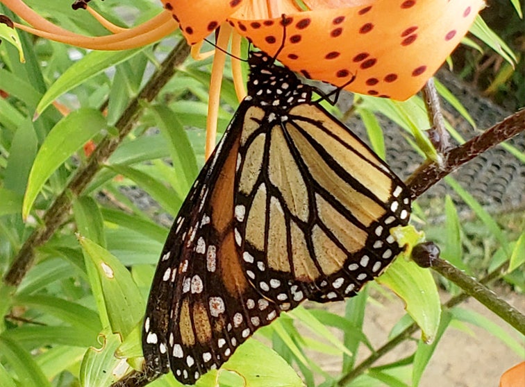 Monarch butterfly on a flower.