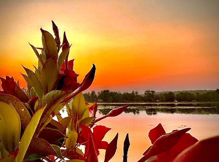 Vegetation by a body of water.