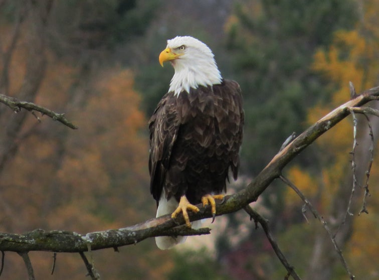 Photo of a bald eagle.