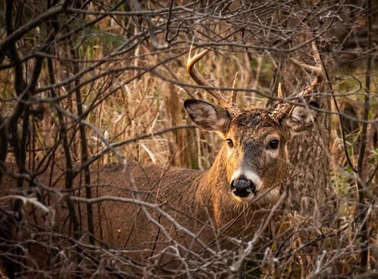 Photo of a buck in the woods.
